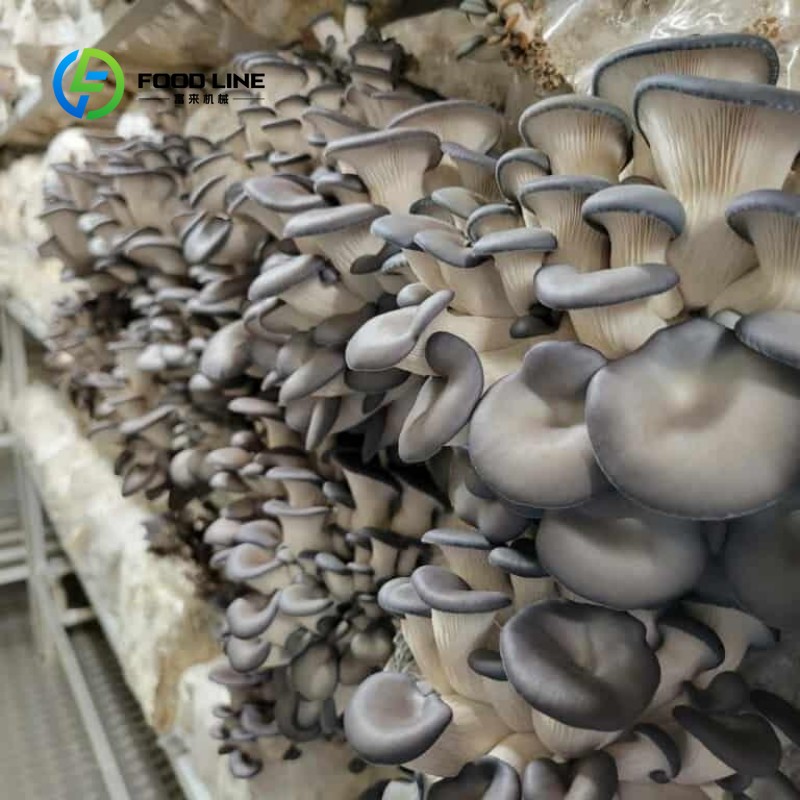 ฟาร์มคอนเทนเนอร์แบบโมดูลาร์สำห - Urban Farming And Urban Agriculture บทวิจารณ์และราคา